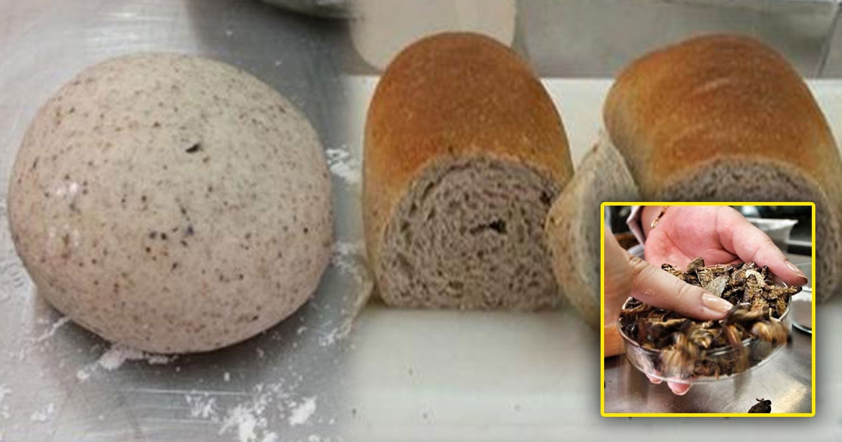 Kesukaan Pria Sejati, Roti Dari Sari Pati Kecoa